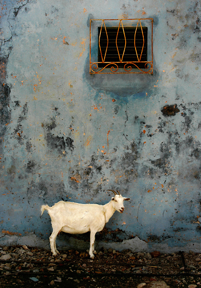 Havana goat